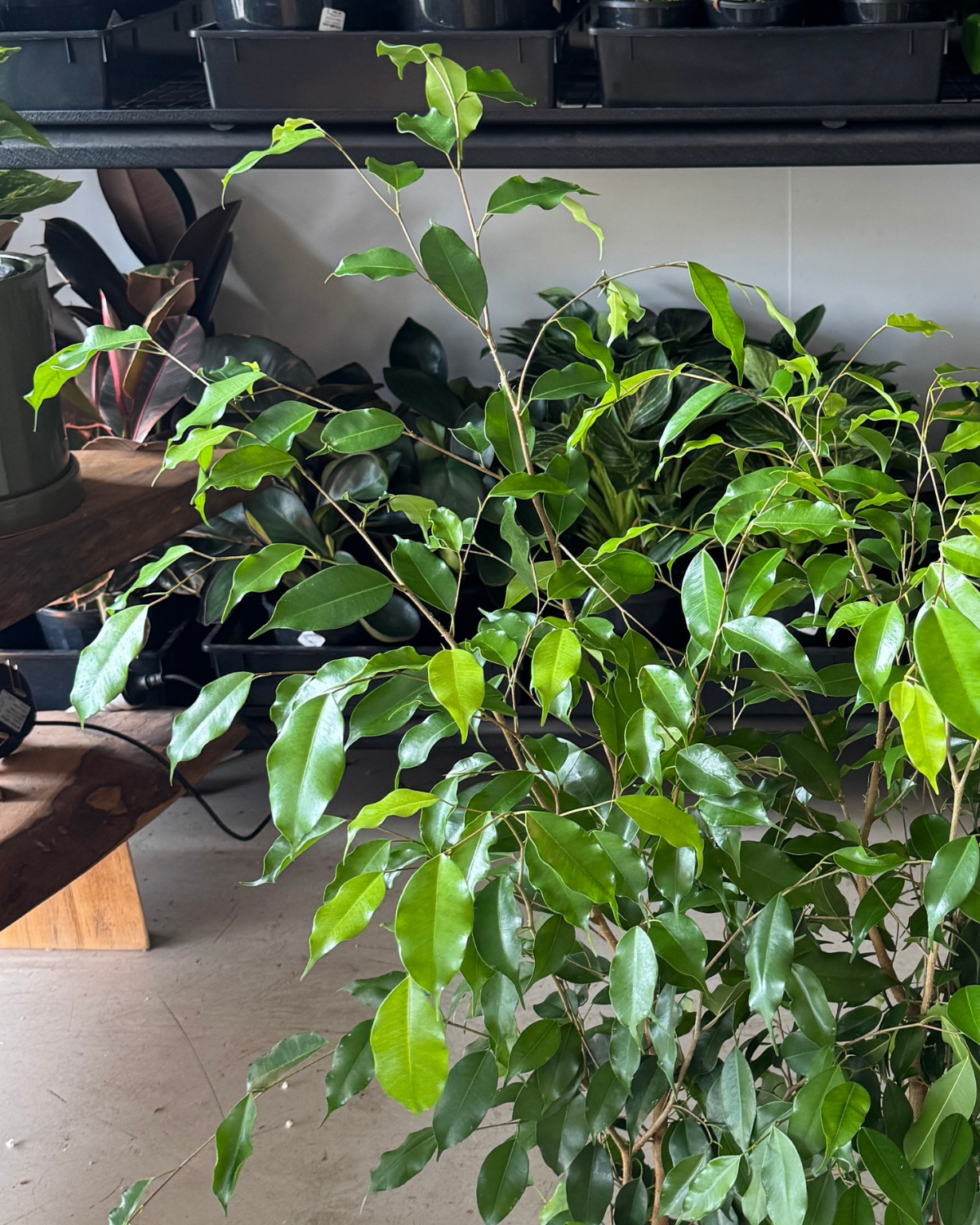 Weeping Fig (Ficus Benjamin) - Indoor Plants Muswellbrook