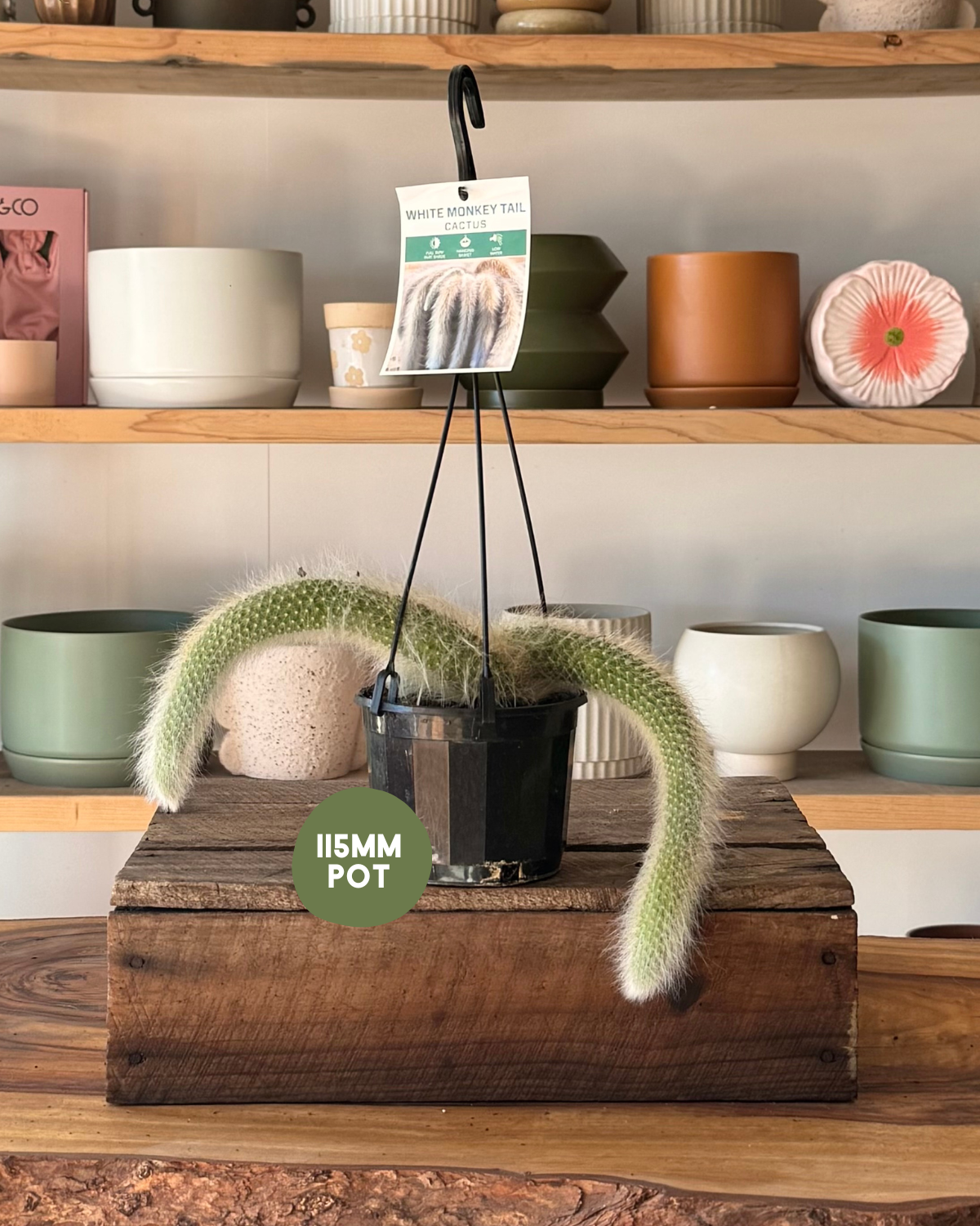 White Monkey Tail Cactus (Hildewintera Colademononis) - Indoor Plants Hunter Valley