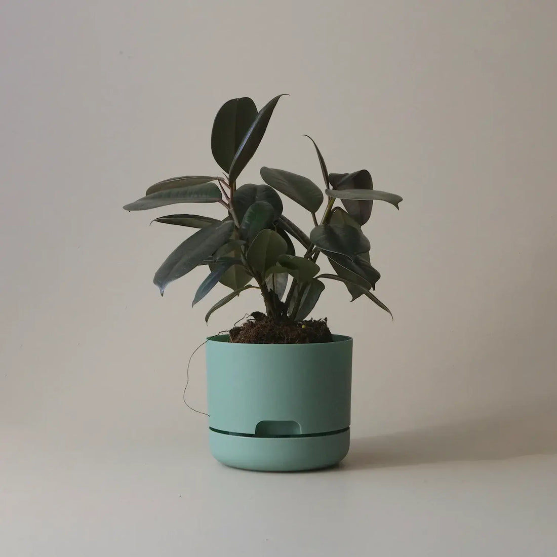 Mr Kitly Selfwatering Plant Pot - Cabinet Green (170mm) 
