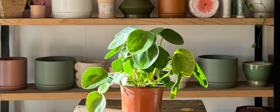 Shop Indoor Plants & Plant Combos for Gift Delivery 