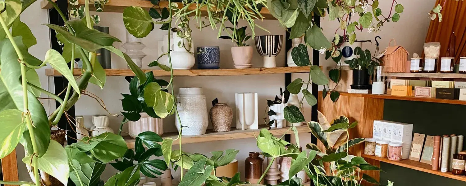 Muswellbrook Florist - Pots, planters & plant care for your favourite indoor plants - Polly & Co