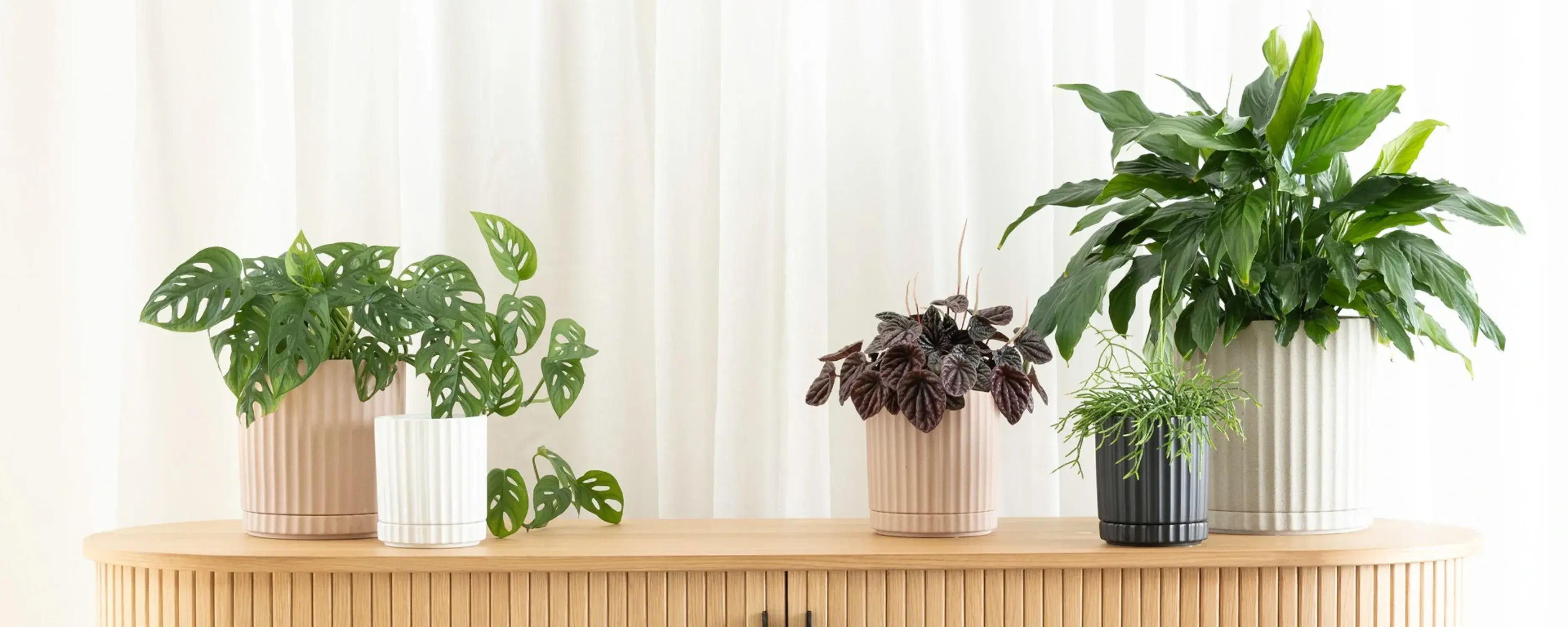 POTTED l Beautiful Indoor Pots and Planters - Polly & Co Muswellbrook