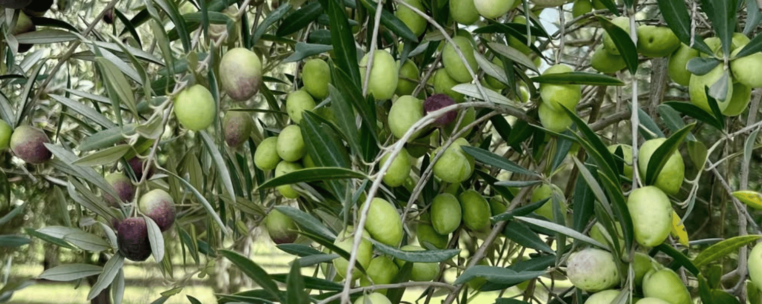 PUKARA ESTATE ❘ Premium Olive Oil, Vinegars & Condiments - Polly & Co, Muswellbrook