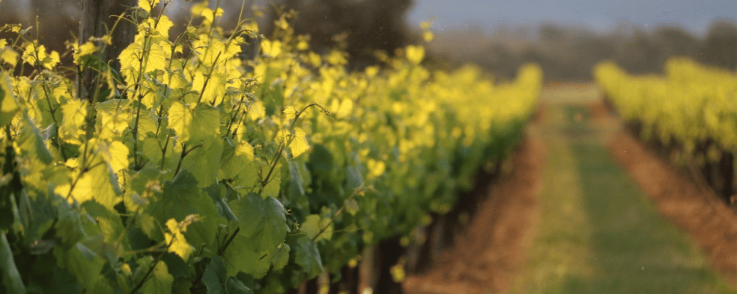 Two Rivers Wines - Send with Flowers - Muswellbrook - Polly &amp; Co