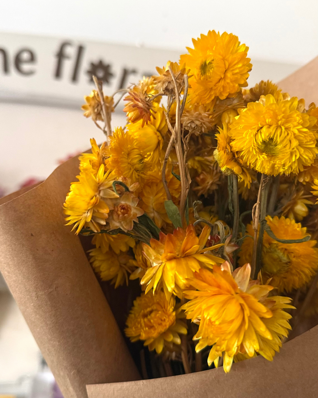 Dried Everlasting Paper Daisy Bunch