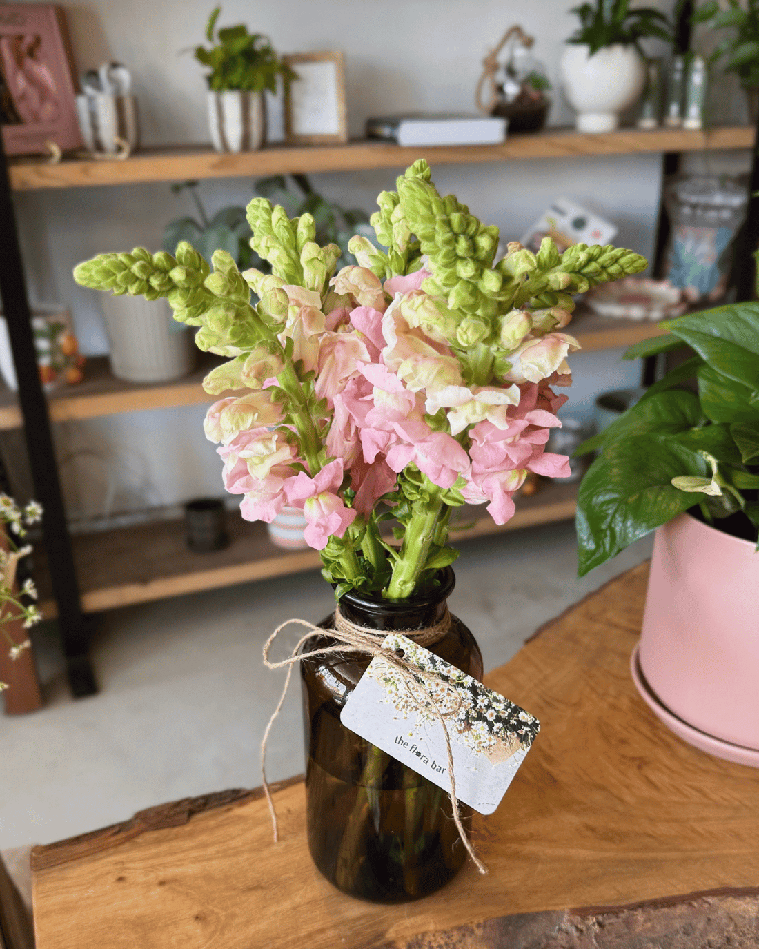The Flora Bar Jars / Snapdragon