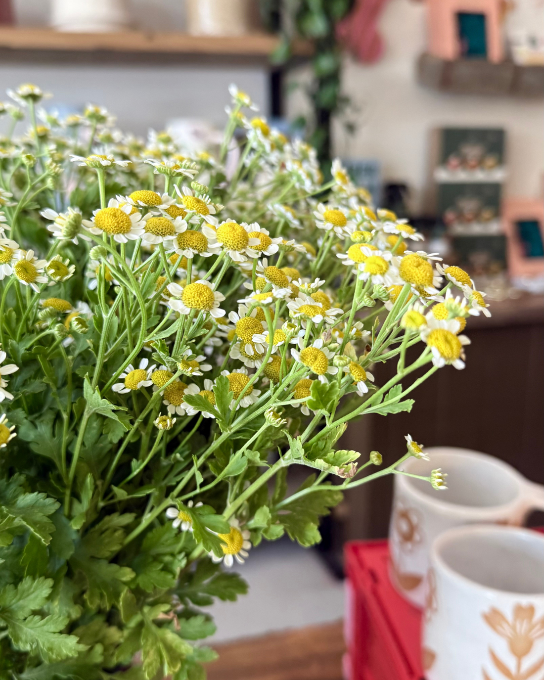 The Flora Bar Jars / Camomile Daisy