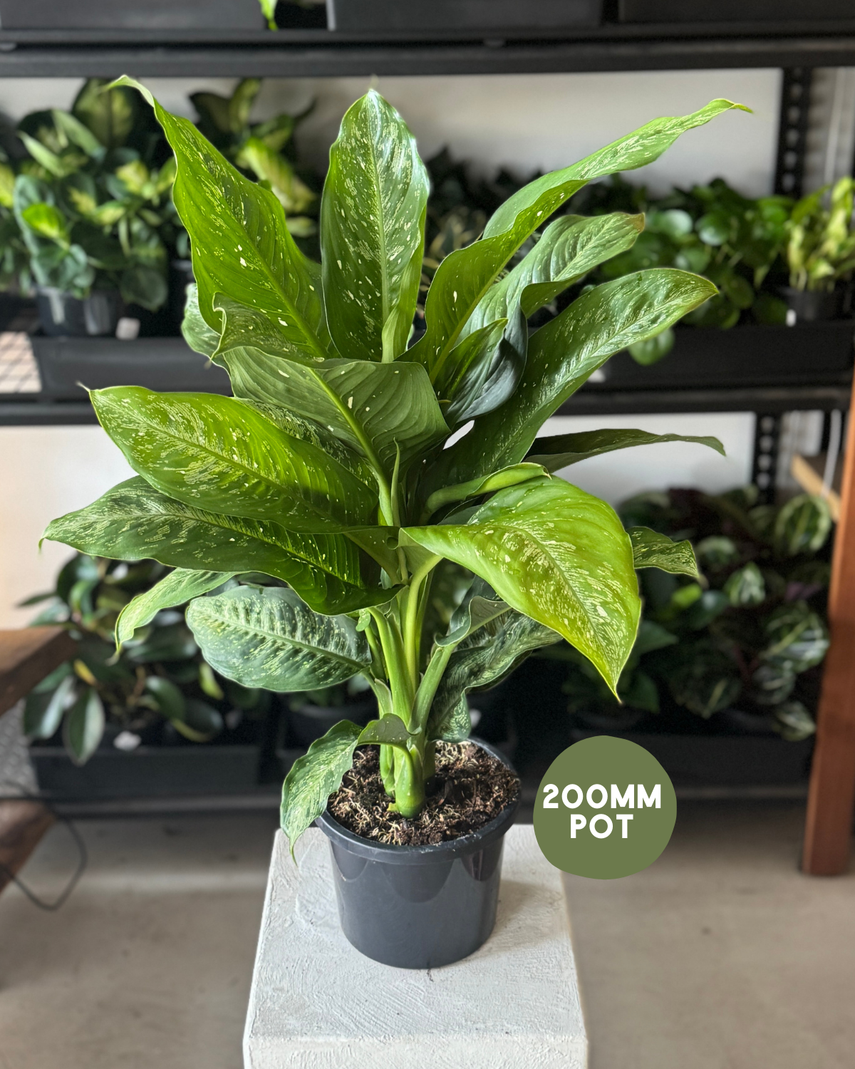 🪴 Dieffenbachia Tropical Tiki