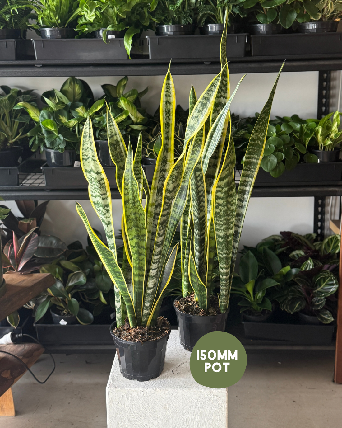 🪴 Variegated Mother-in-Law&