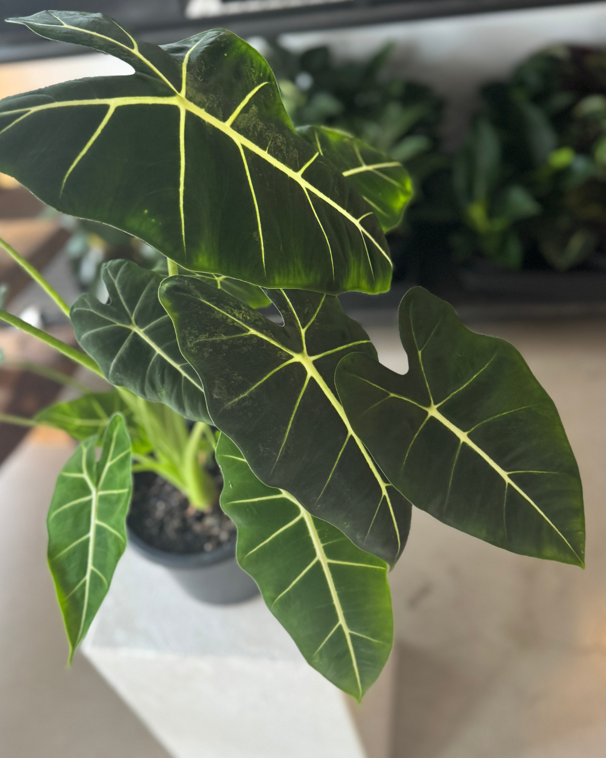 🪴 Alocasia Green Velvet