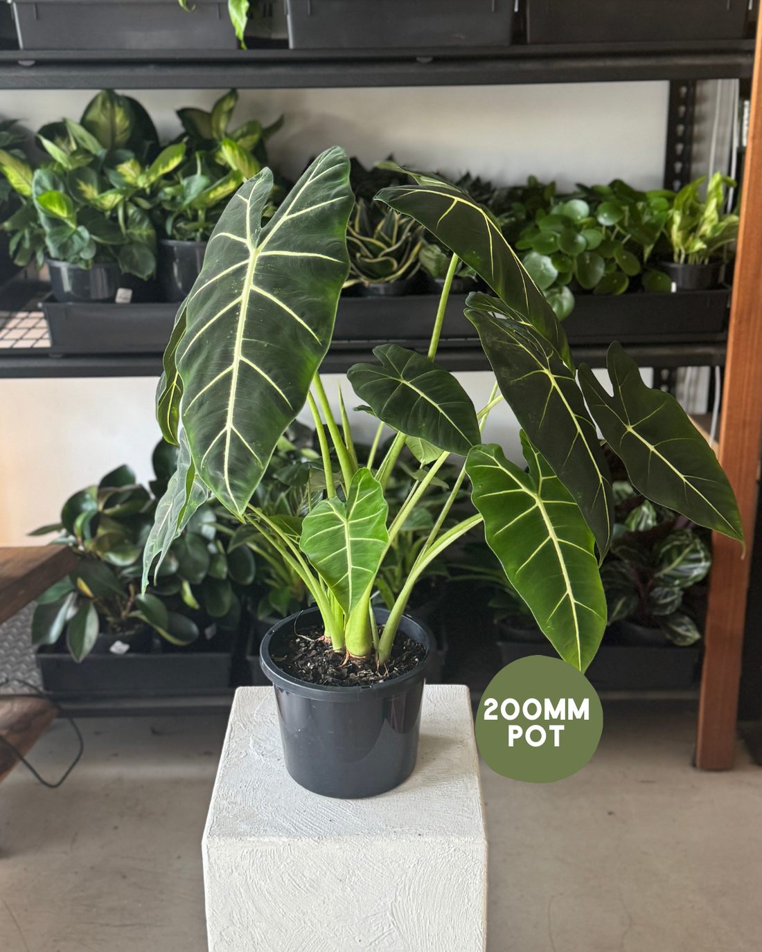 🪴 Alocasia Green Velvet