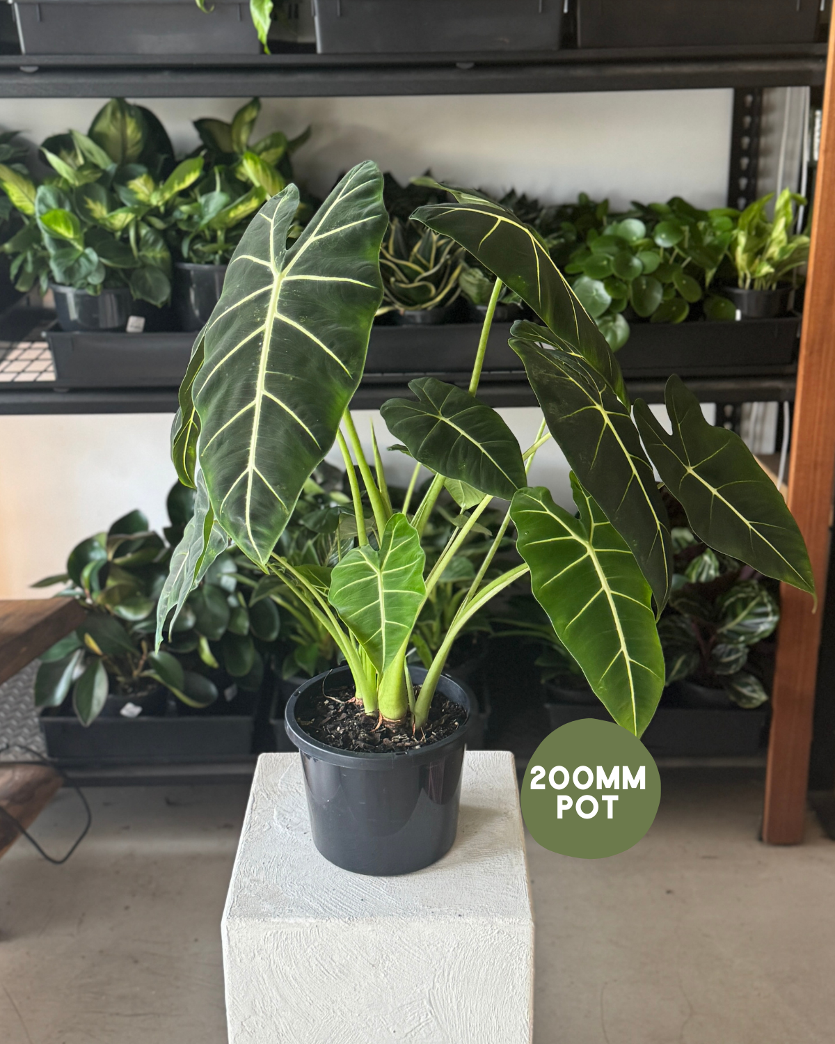 🪴 Alocasia Green Velvet