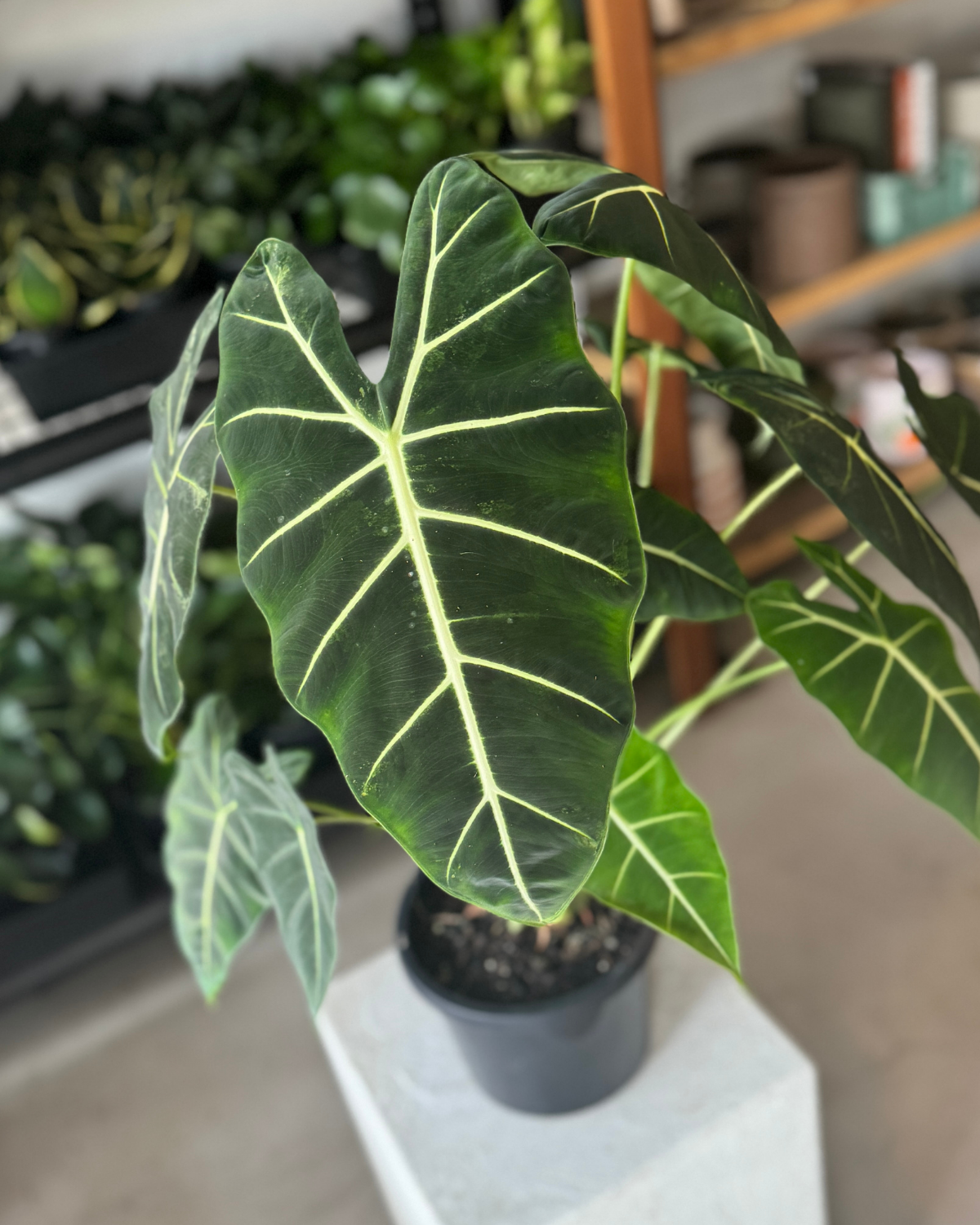 🪴 Alocasia Green Velvet