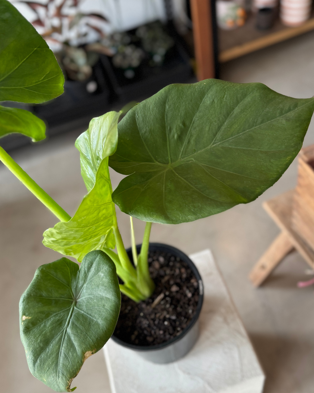 Alocasia Macrorrhizos (Giant Elephant&