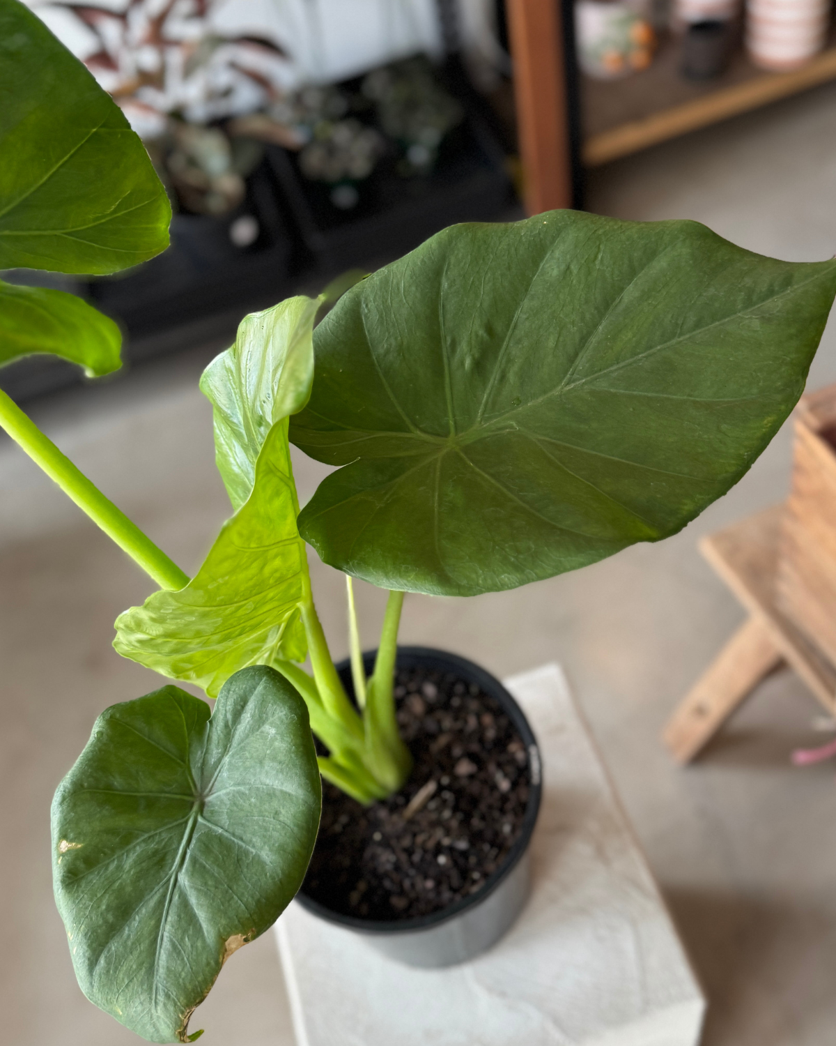 Alocasia Macrorrhizos (Giant Elephant&