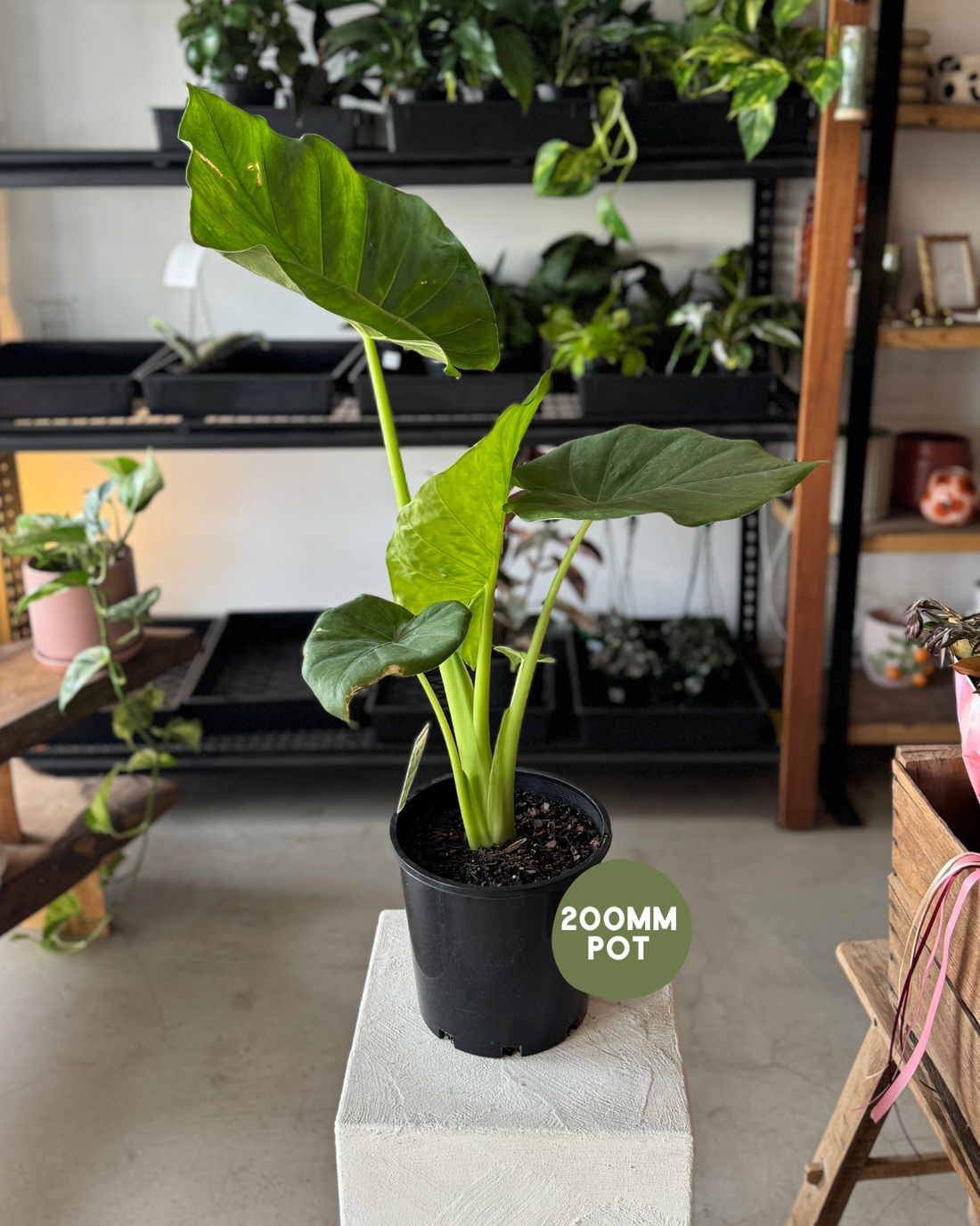 Alocasia Macrorrhizos (Giant Elephant&