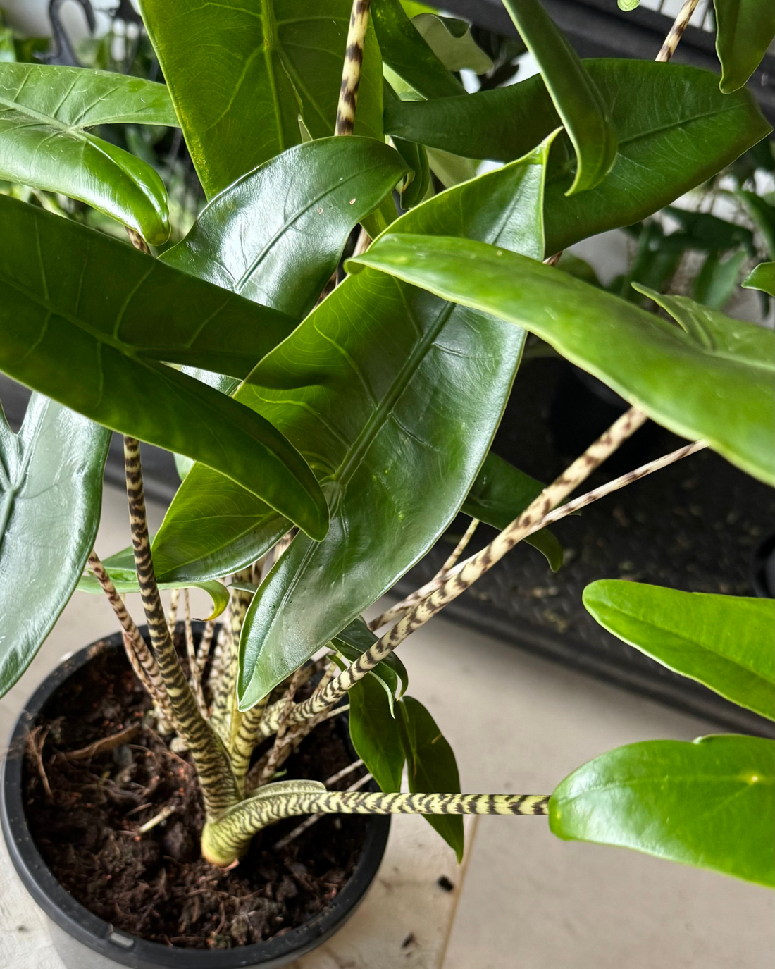 Muswellbrook Florist and Plants - Alocasia Zebrina