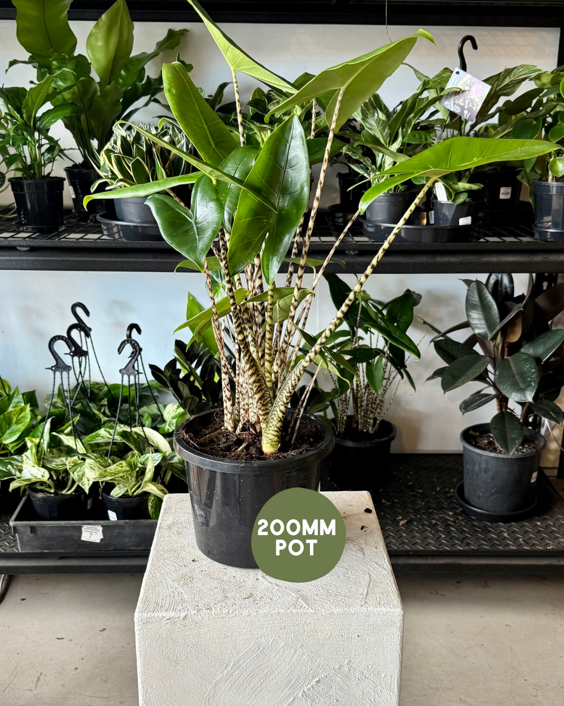 Indoor Plants Muswellbrook - Alocasia Zebrina