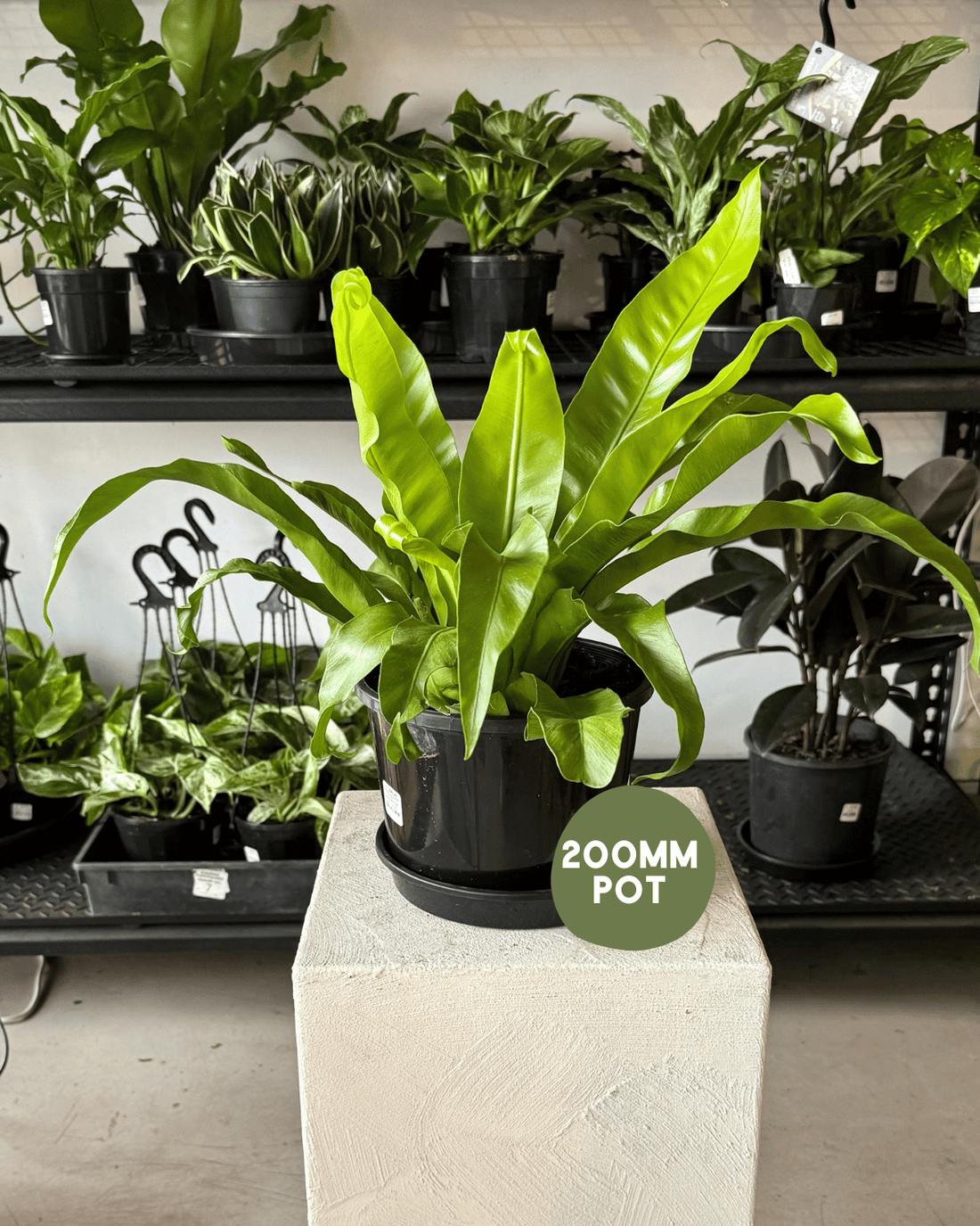 Bird’s Nest Fern - Muswellbrook Nursery - Polly &amp; Co