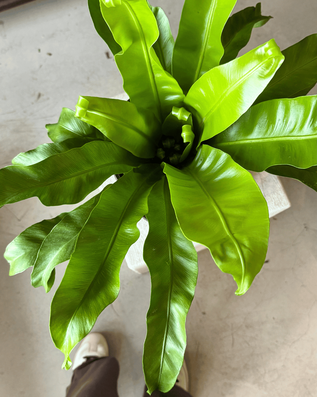 Bird’s Nest Fern - Muswellbrook Nursery - Polly &amp; Co