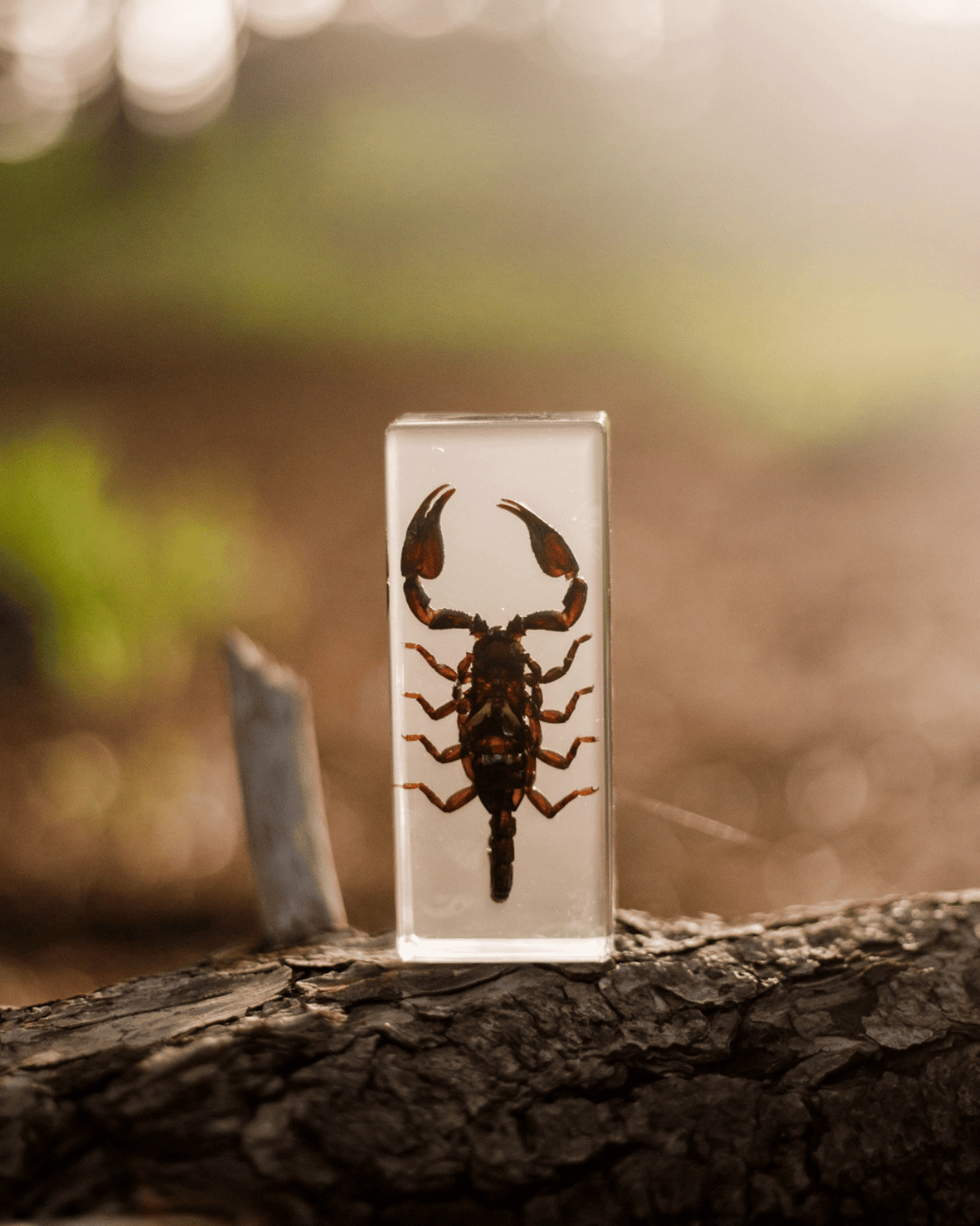 Black Scorpion Specimen Tile by Our Earth Life