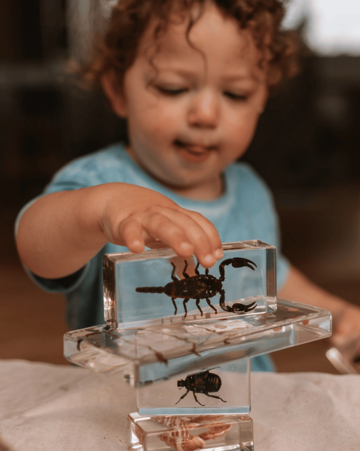 Black Scorpion Specimen Tile by Our Earth Life