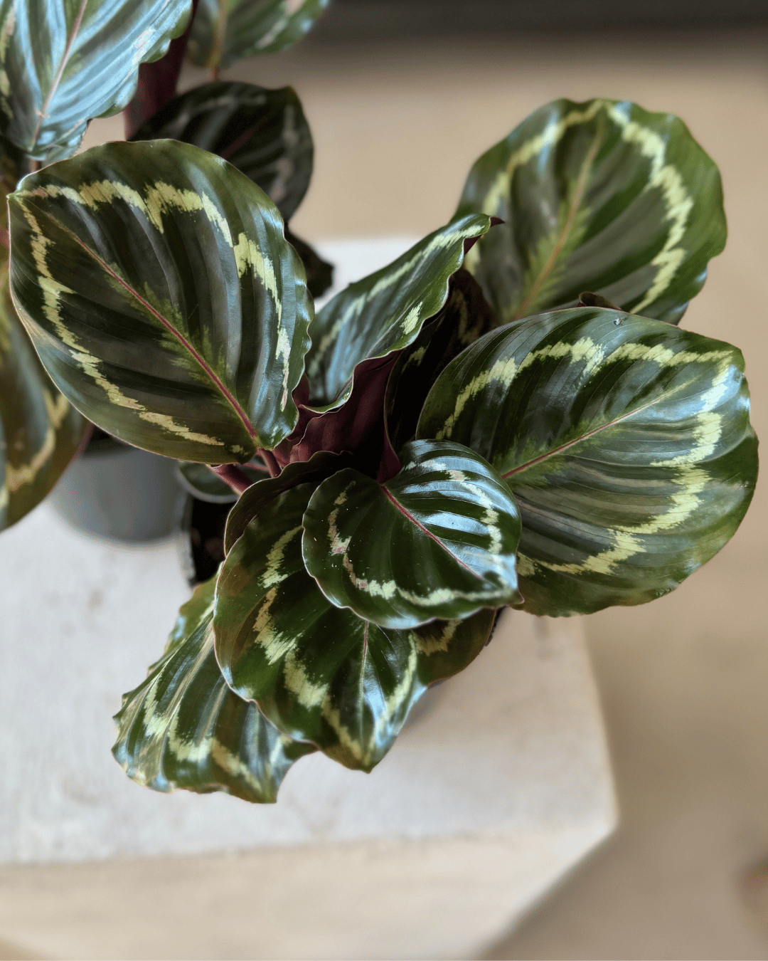 Calathea Marion
