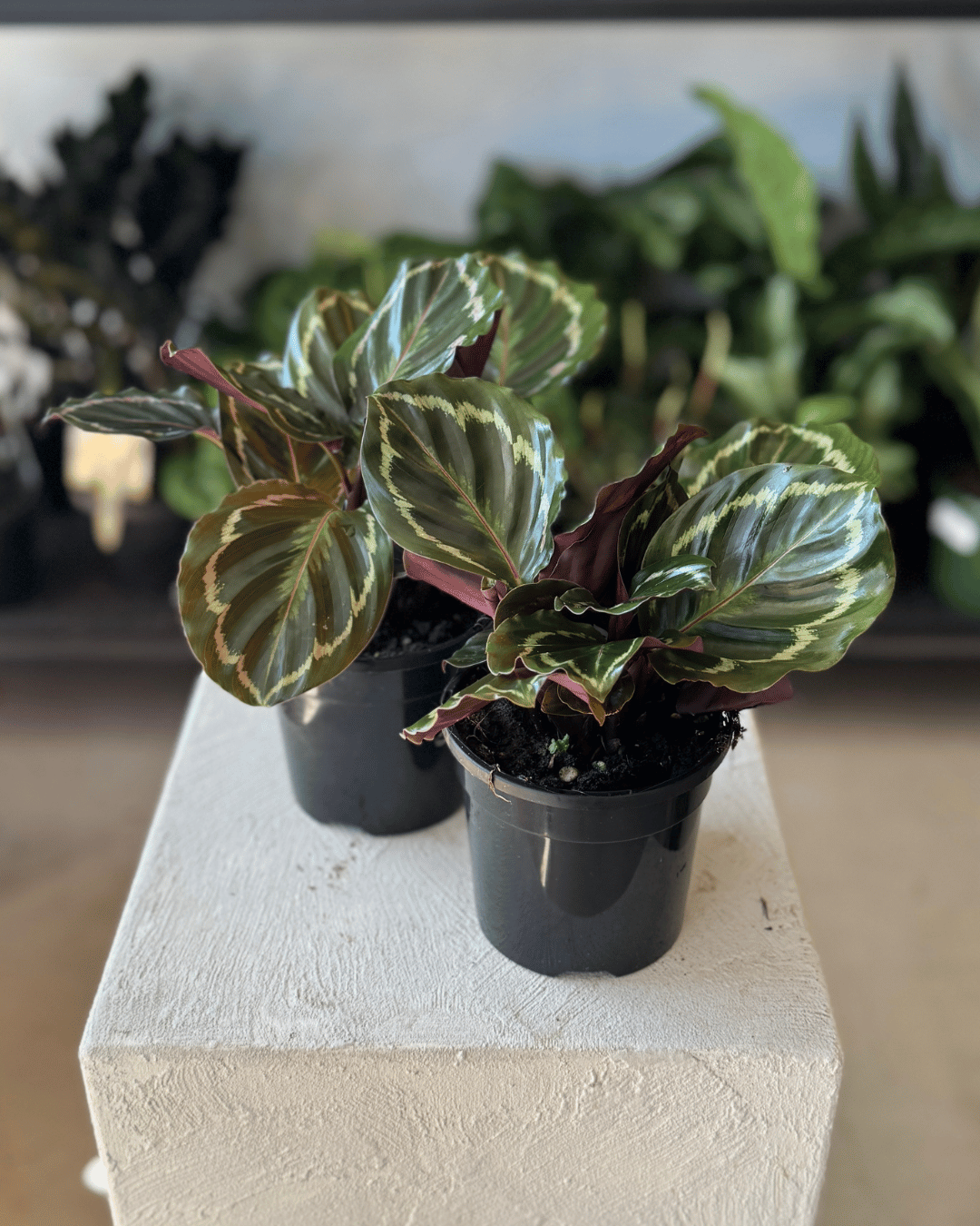 Calathea Marion