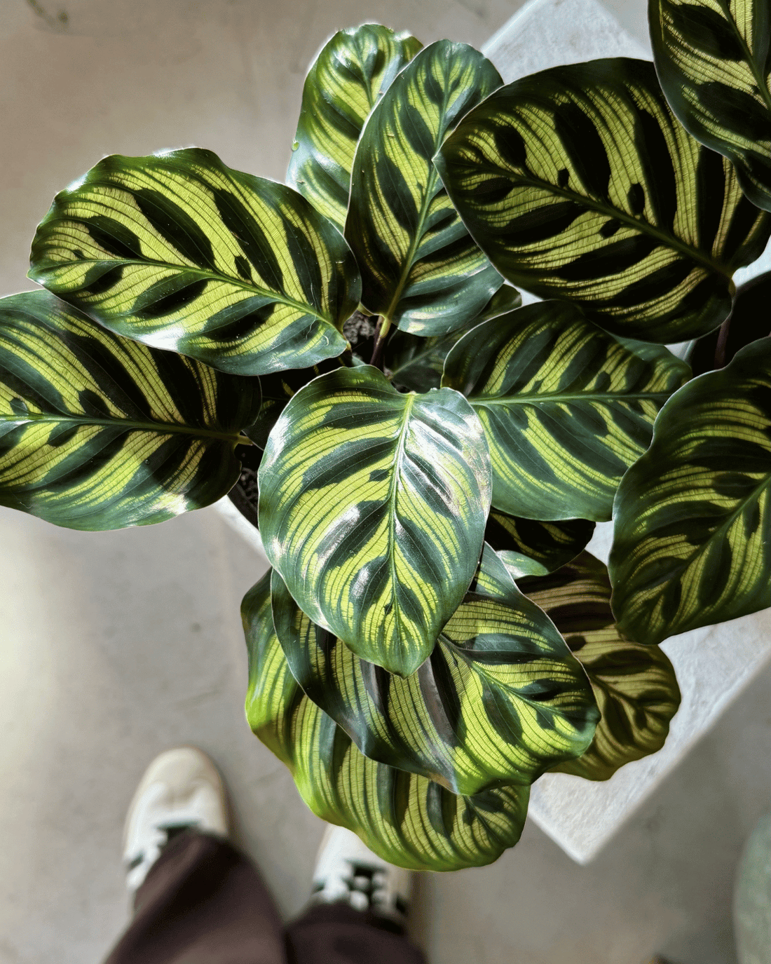 Calathea Mini Mak - Indoor Plants Muswellbrook Florist Polly &amp; Co
