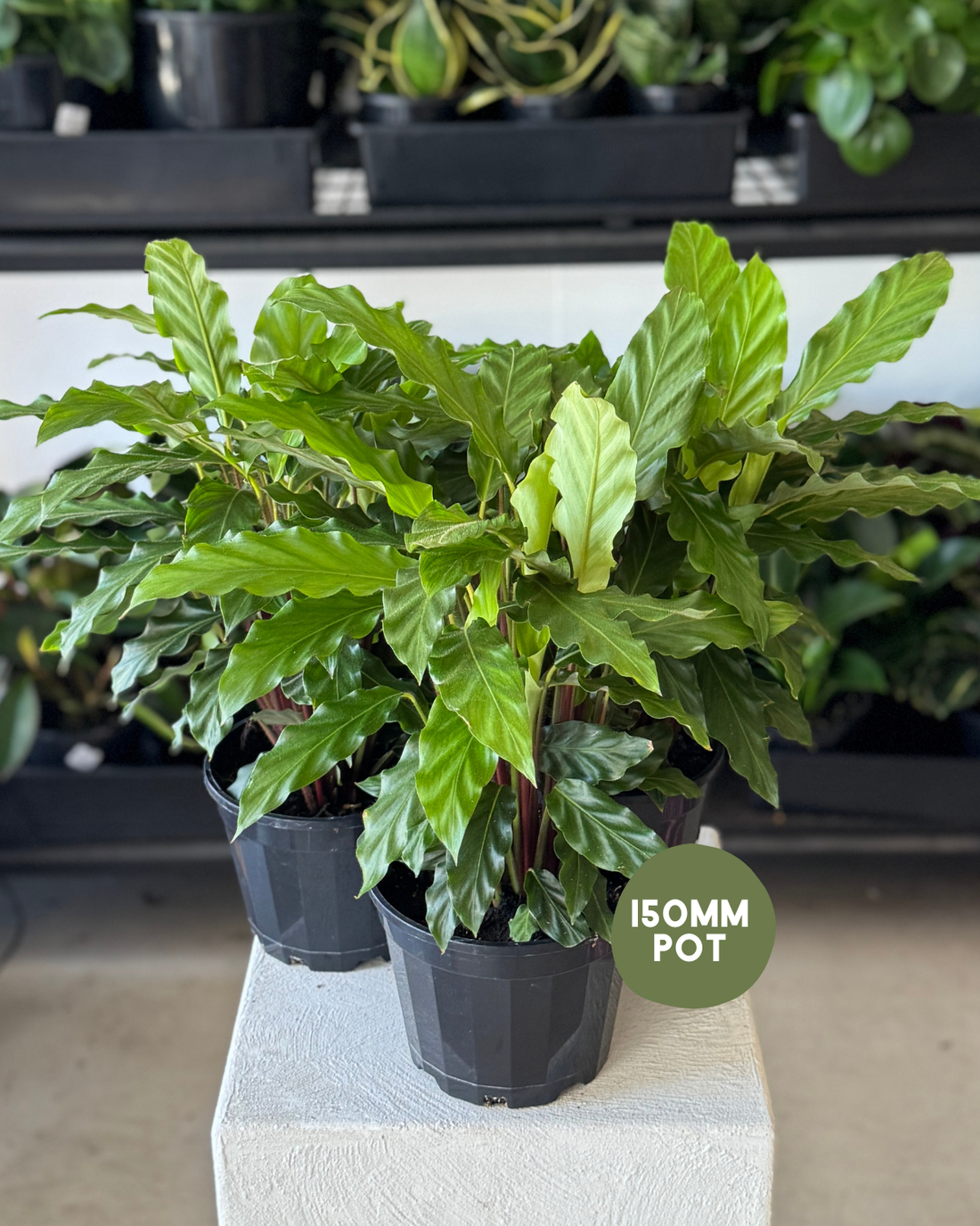 🪴 Calathea Mirosha
