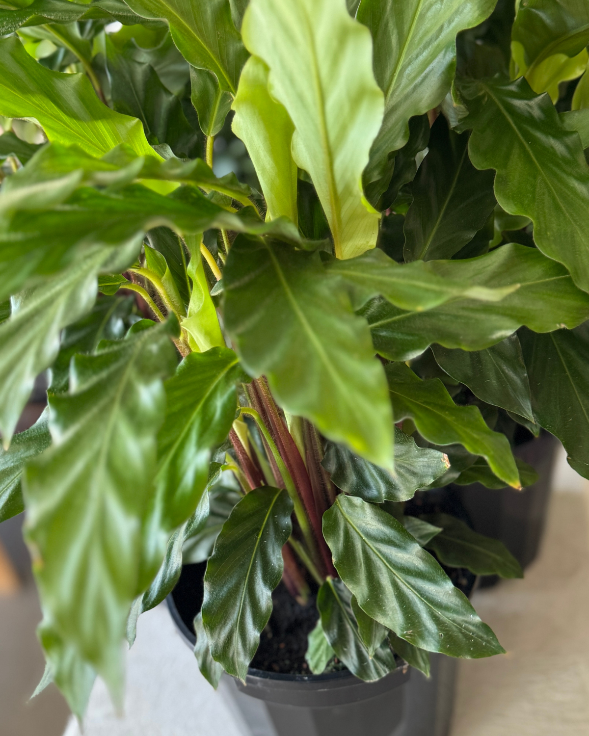 🪴 Calathea Mirosha