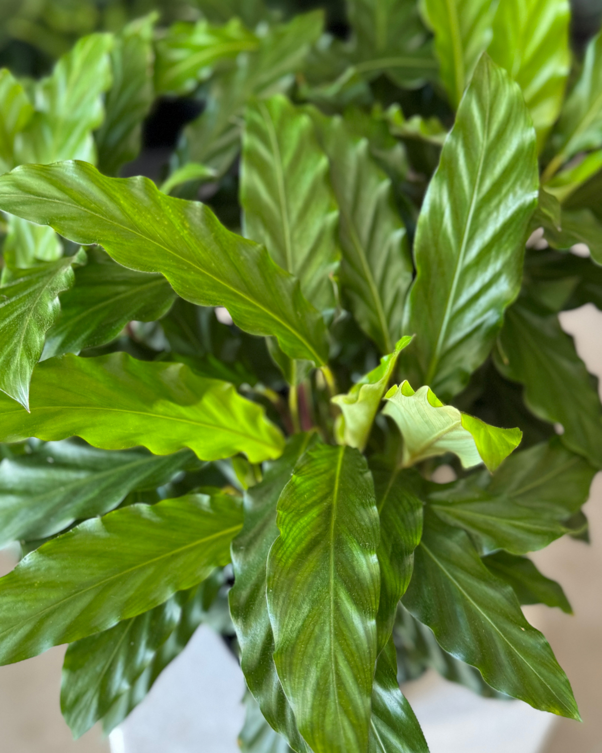 🪴 Calathea Mirosha