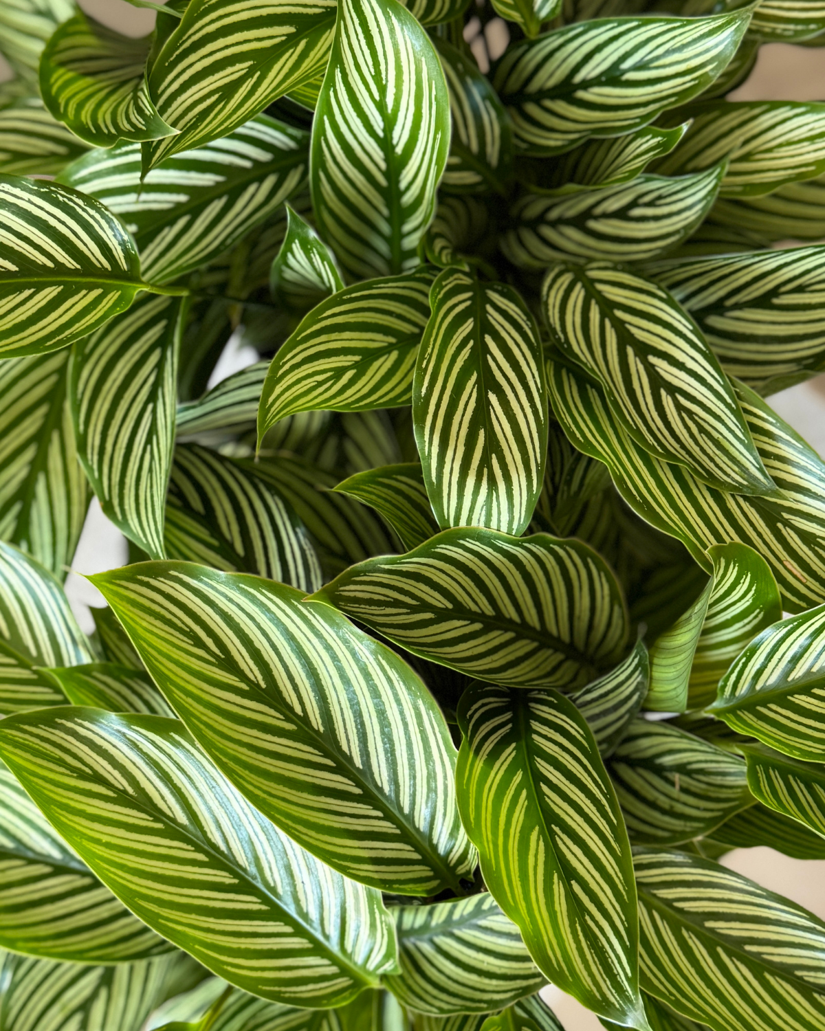 🪴 Calathea Vittata