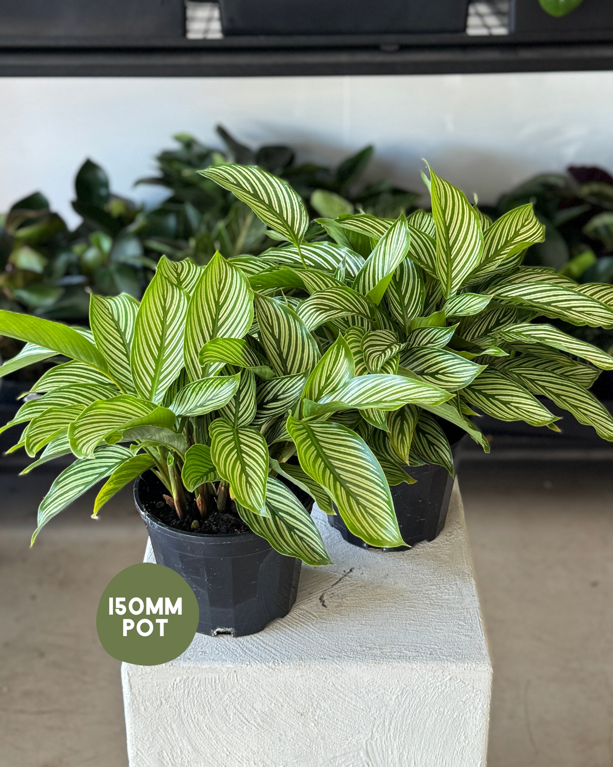 🪴 Calathea Vittata