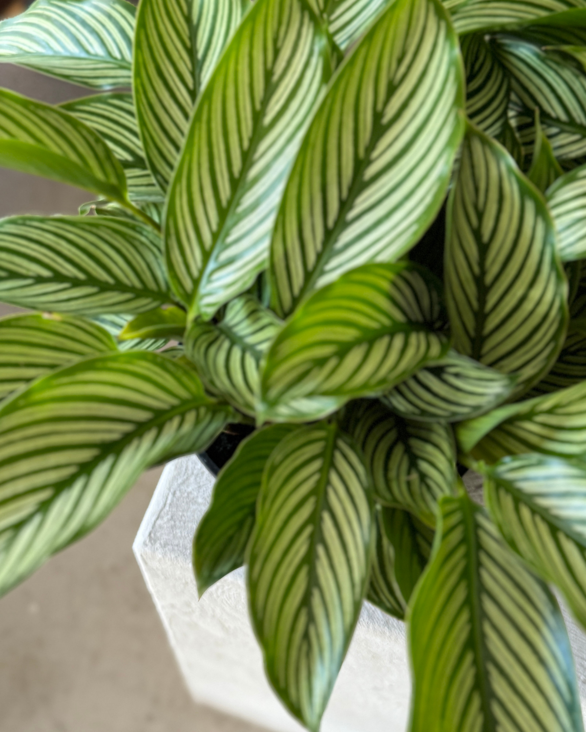 🪴 Calathea Vittata