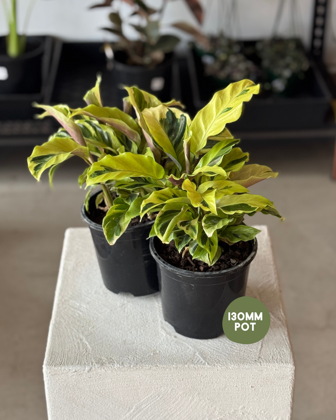 Calathea Yellow Fusion