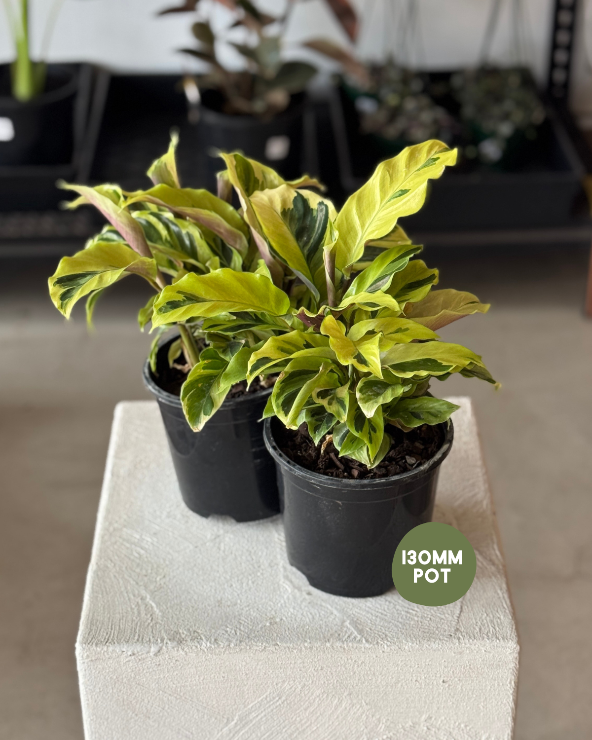 Calathea Yellow Fusion