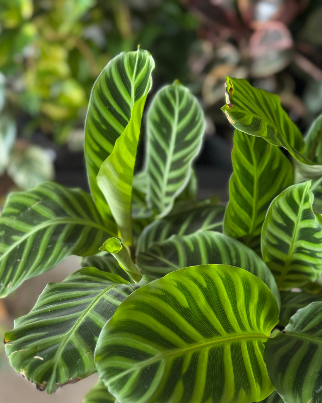 Calathea Zebrina (Zebra Plant)