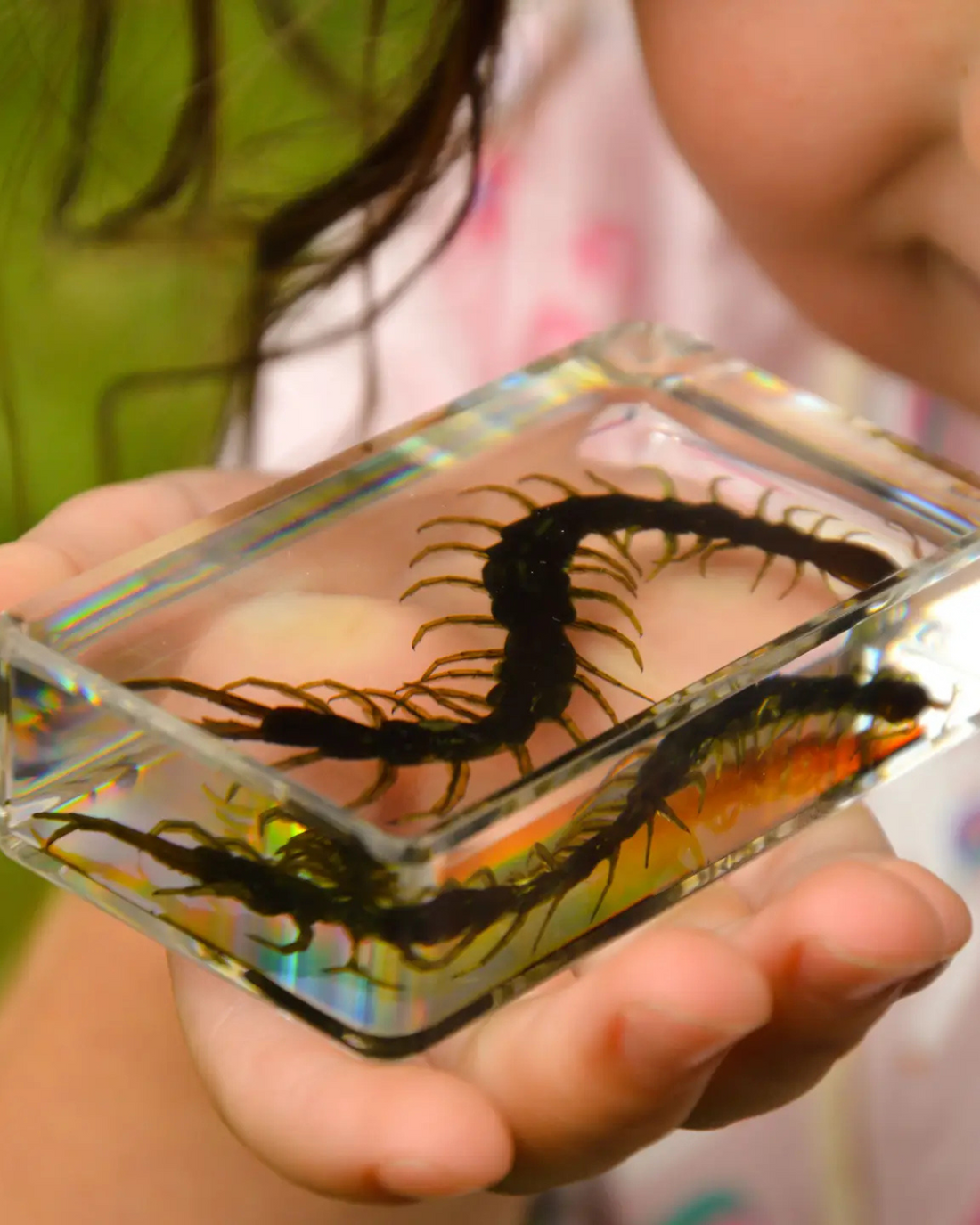 Centipede Specimen Tile by Our Earth Life 