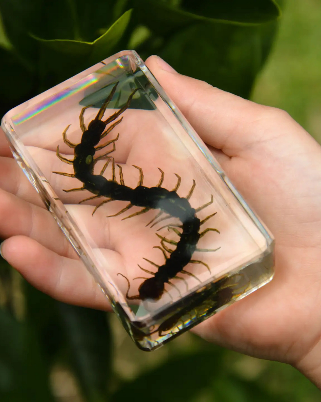 Centipede Specimen Tile by Our Earth Life 