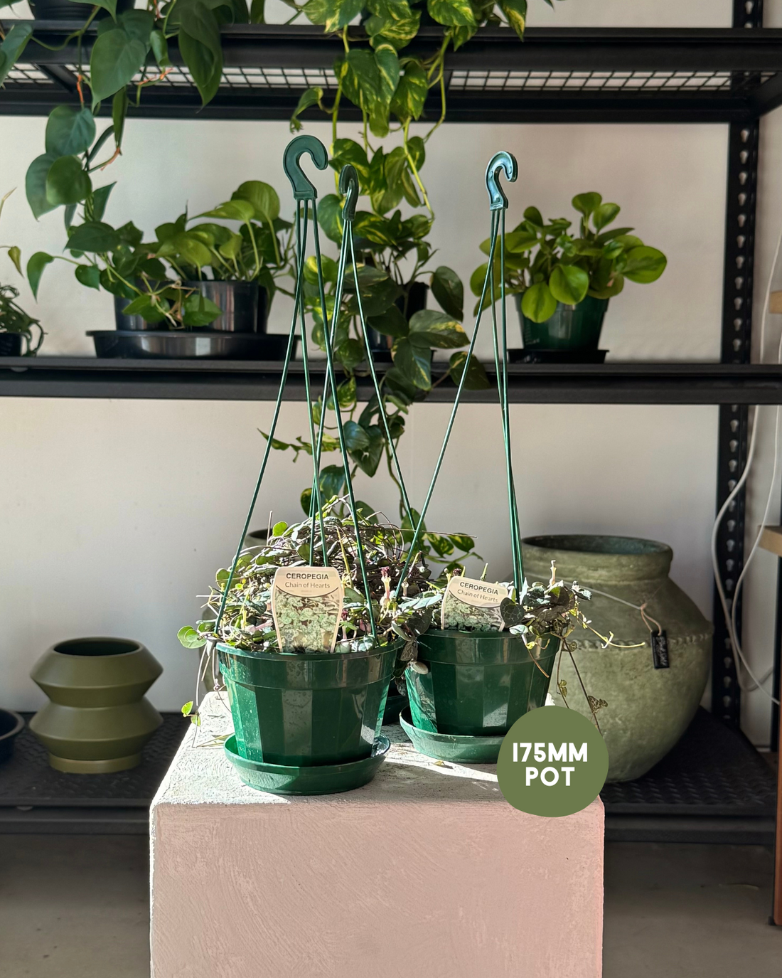 Chain of Hearts (Ceropegia Woodii) - Indoor Plants Hunter Valley