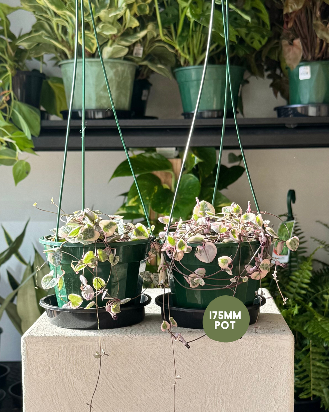 Chain of Hearts - Variegated (Ceropegia Woodii Variegata) - Muswellbrook Florist Indoor Plant Delivery Polly & Co