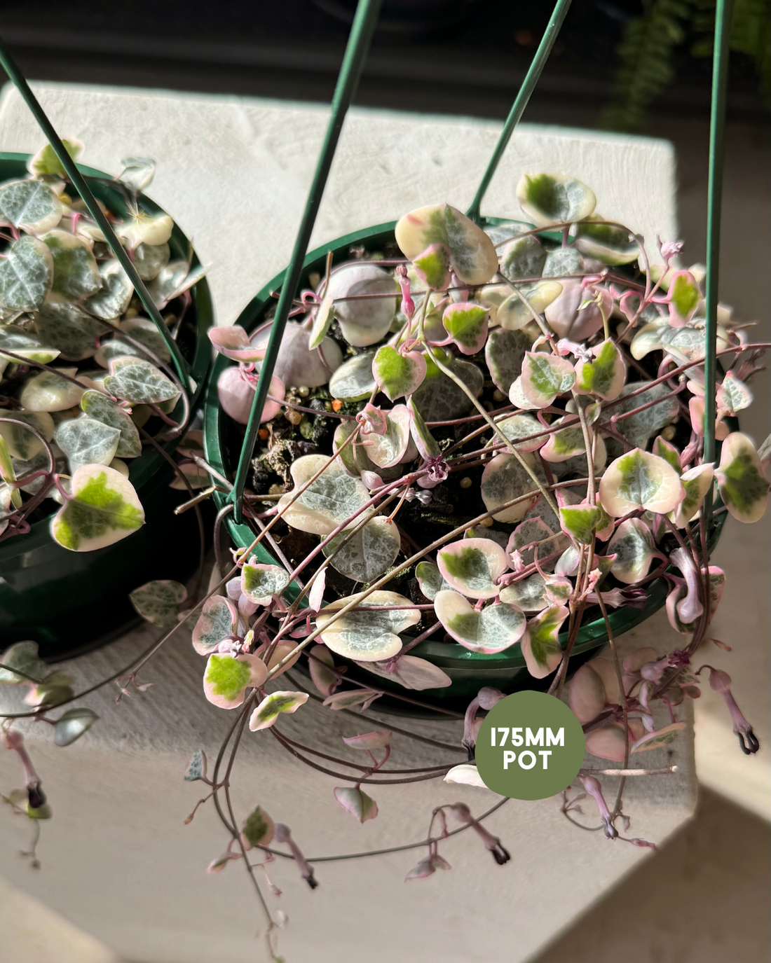 Chain of Hearts - Variegated (Ceropegia Woodii Variegata) - Muswellbrook Florist Indoor Plant Delivery Polly &amp; Co