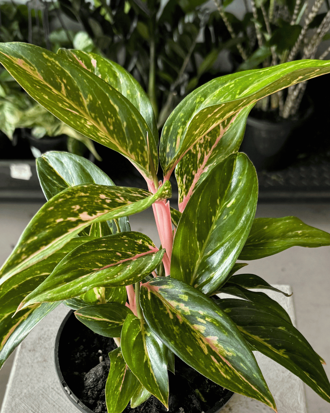 Chinese Evergreen (Aglaonema &