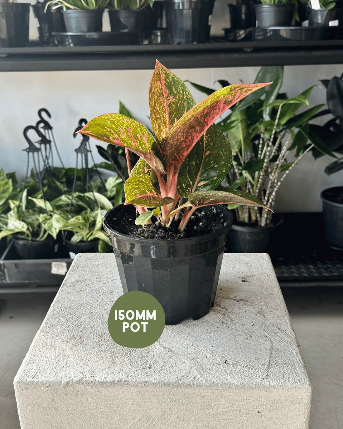 Chinese Evergreen (Aglaonema Red Fire)