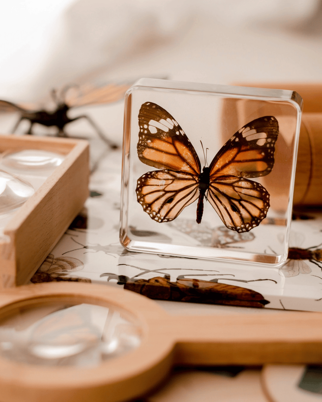 Common Tiger Butterfly Specimen Tile by Our Earth Life 