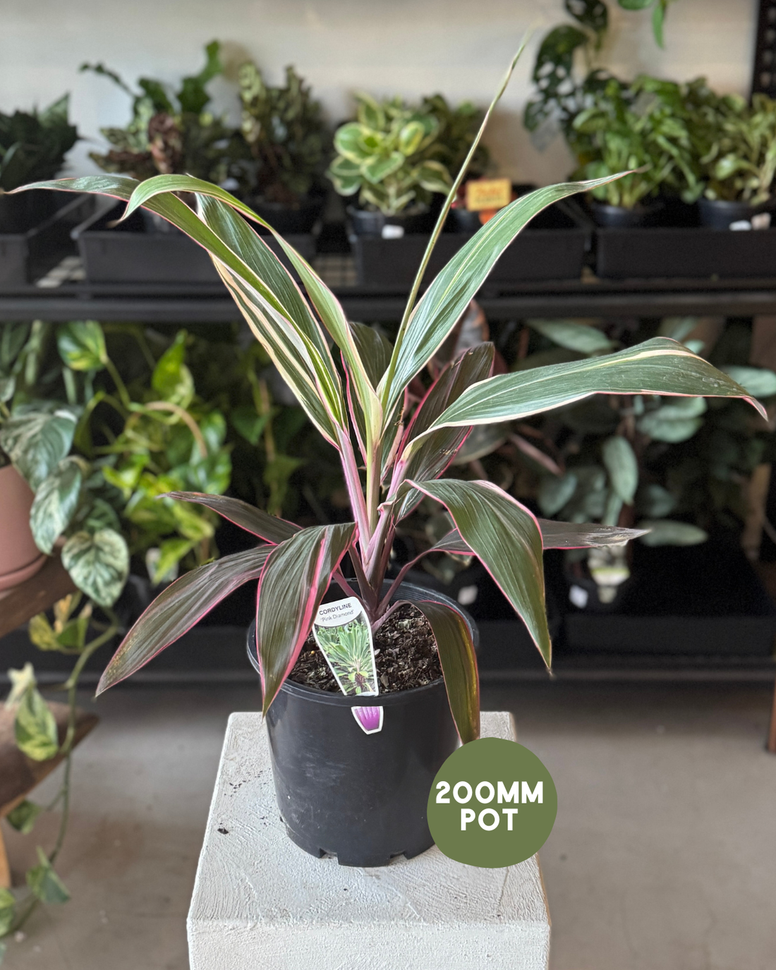  Cordyline Pink Diamond