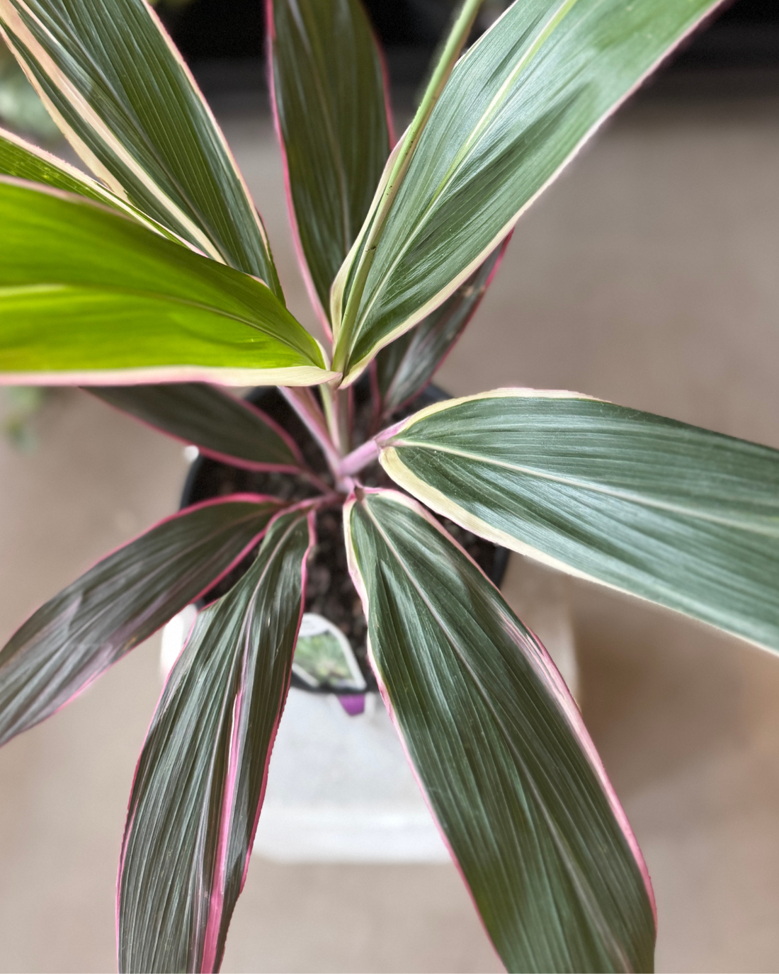  Cordyline Pink Diamond plant