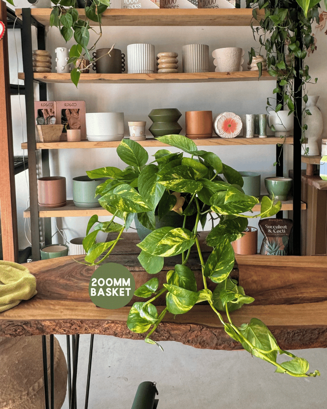 Indoor Plant Delivery - Devil’s Ivy (Epipremnum Aureum)