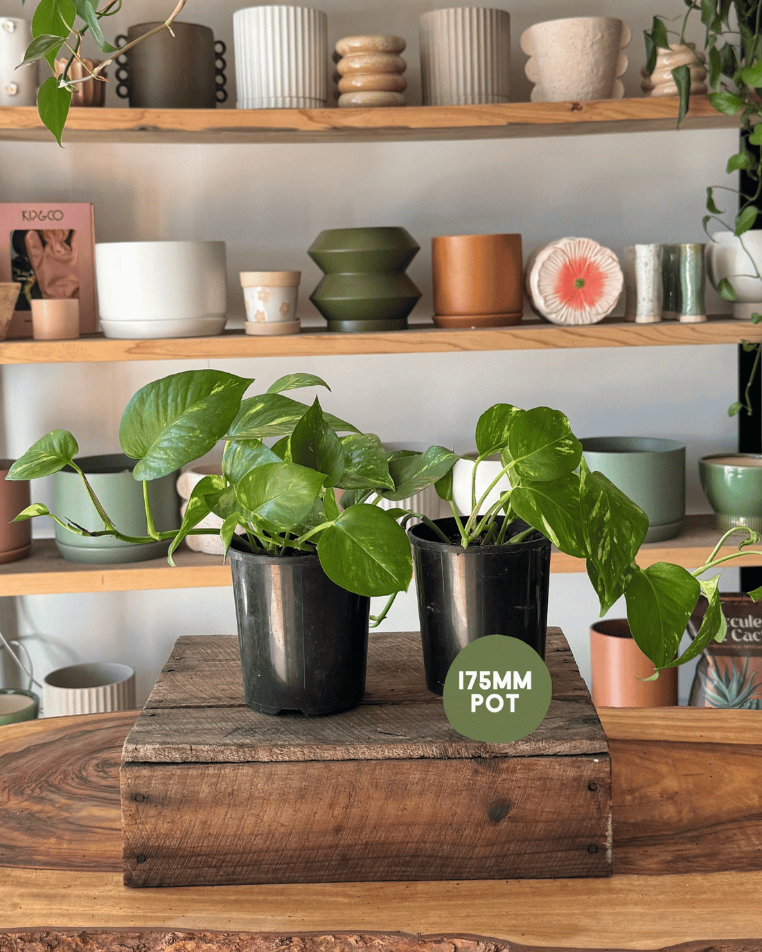 Indoor Plant Delivery - Devil’s Ivy (Epipremnum Aureum)